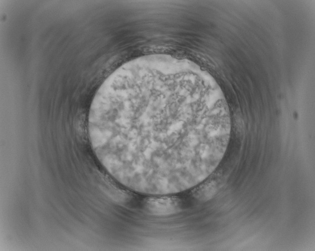 X0000077330181200611171816