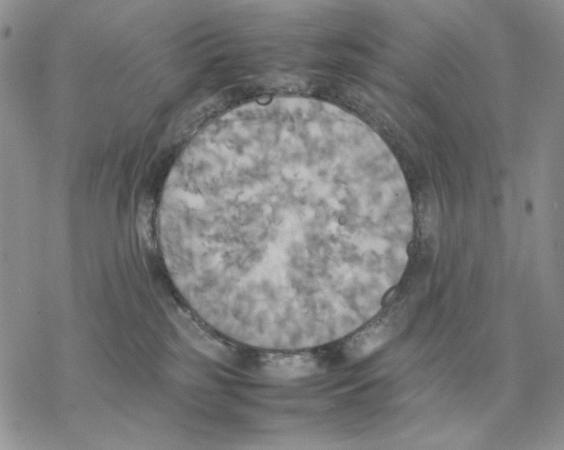 X0000077330185200611171817