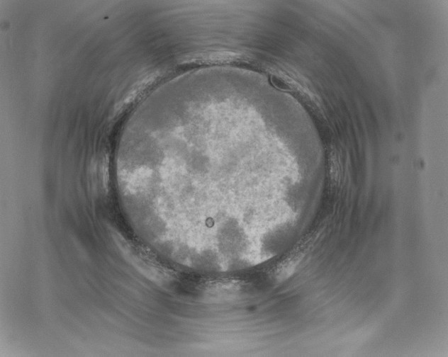 X0000077330206200611171816