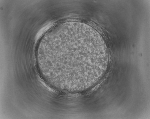 X0000077330245200611171814