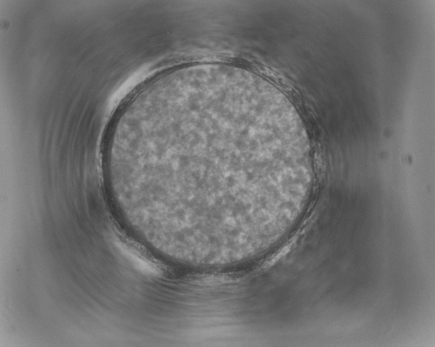 X0000077330246200611171814