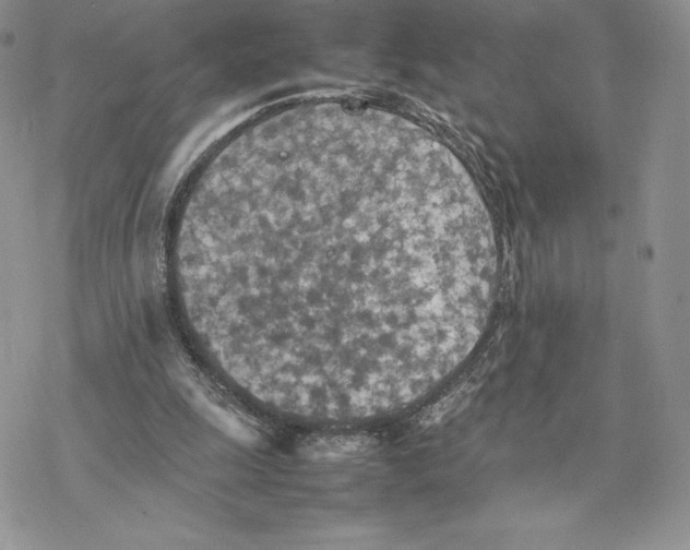 X0000077330247200611171814