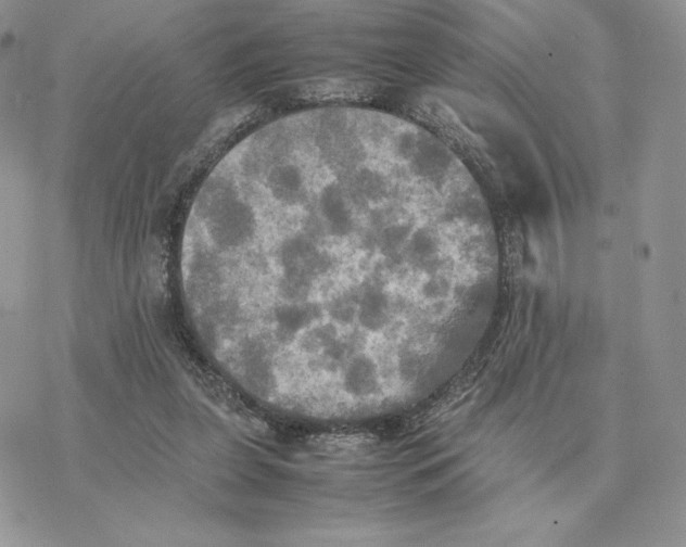 X0000077330255200611171815