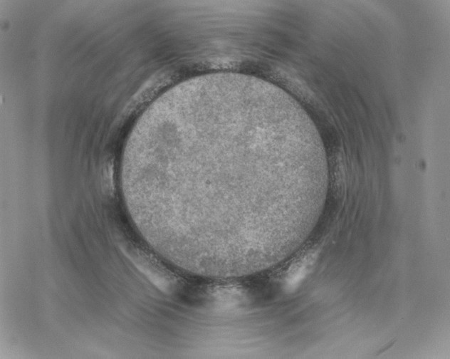 X0000077330262200611171815