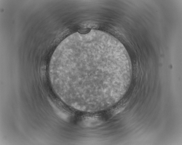 X0000077330263200611171815