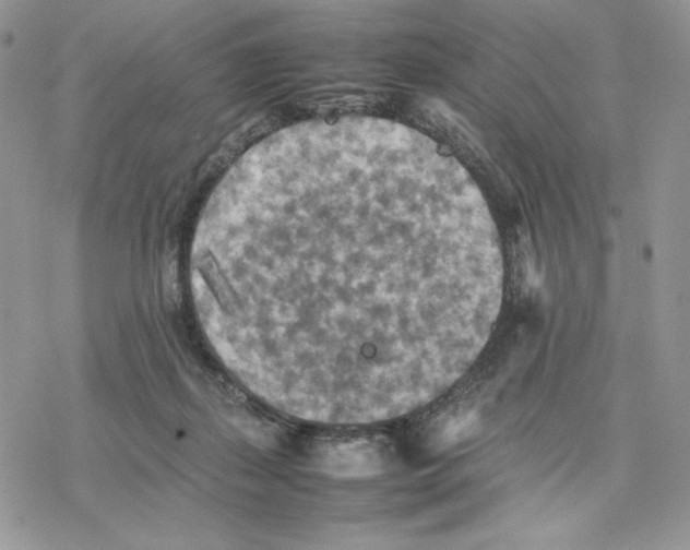 X0000077330267200611171815