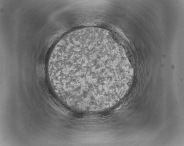 X0000077330299200611171814