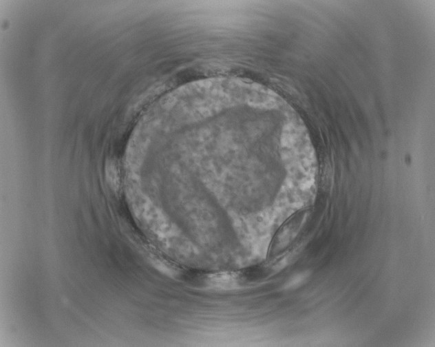 X0000077330335200611171814