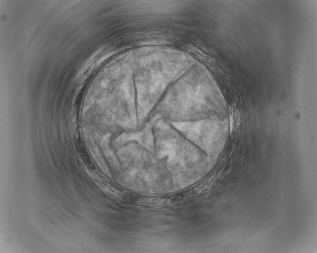 X0000077330339200611171813