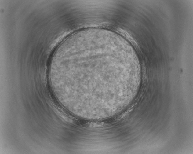 X0000077330346200611171813