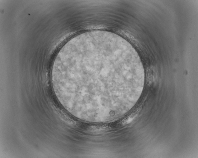 X0000077330351200611171813