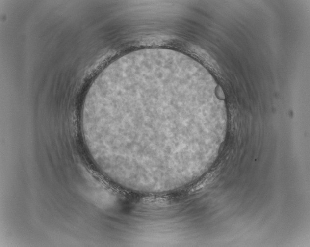 X0000077330354200611171813