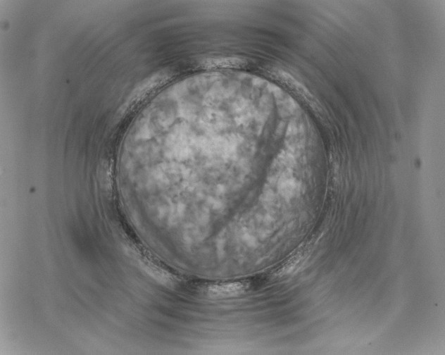 X0000077330357200611171813