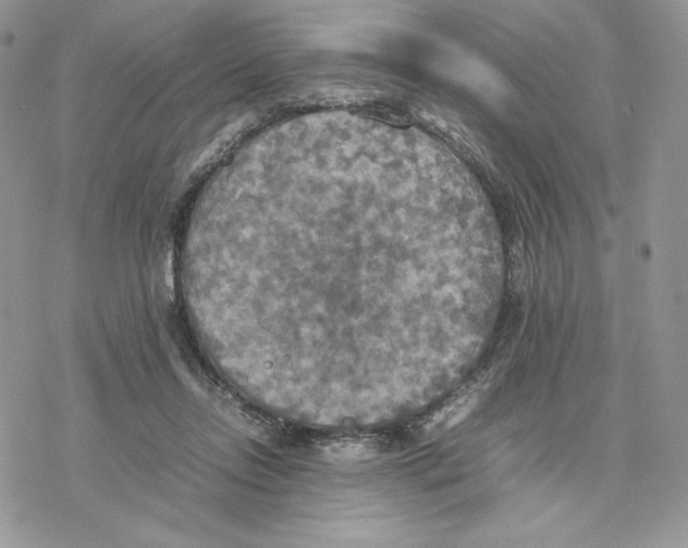 X0000077330358200611171813