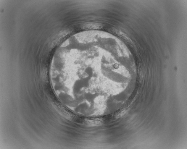 X0000077330359200611171813