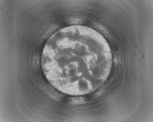 X0000077330363200611171813