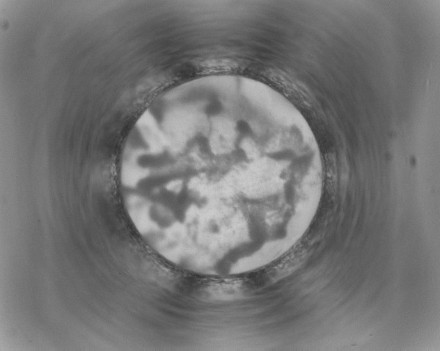 X0000077330369200611171813