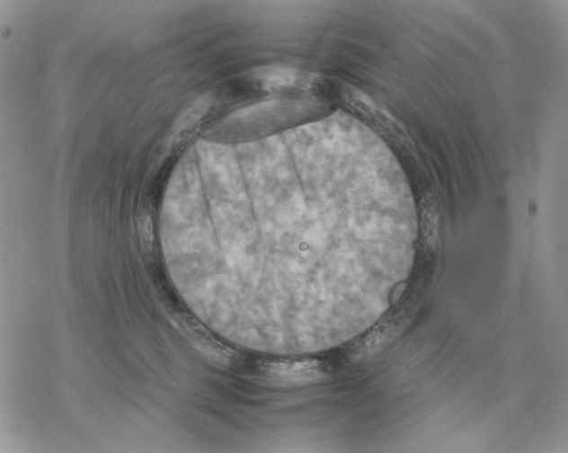 X0000077330375200611171813