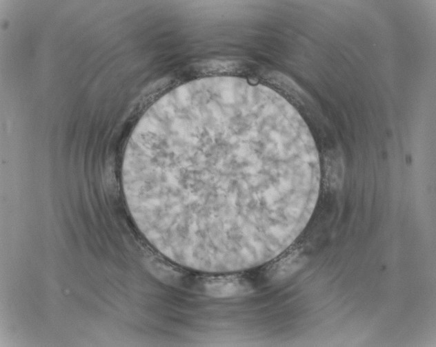 X0000077330377200611171813