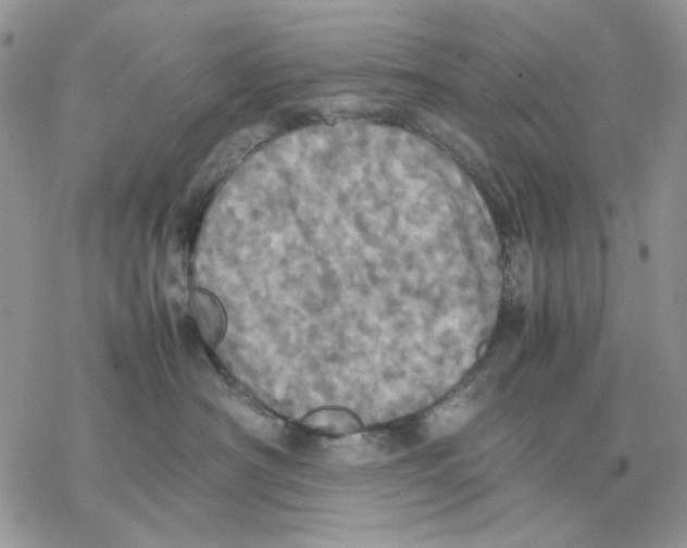 X0000077330430200611171812