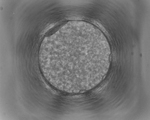 X0000077330433200611171811