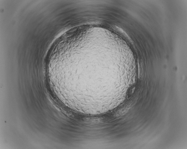 X0000077330435200611171811