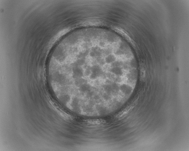 X0000077330439200611171811