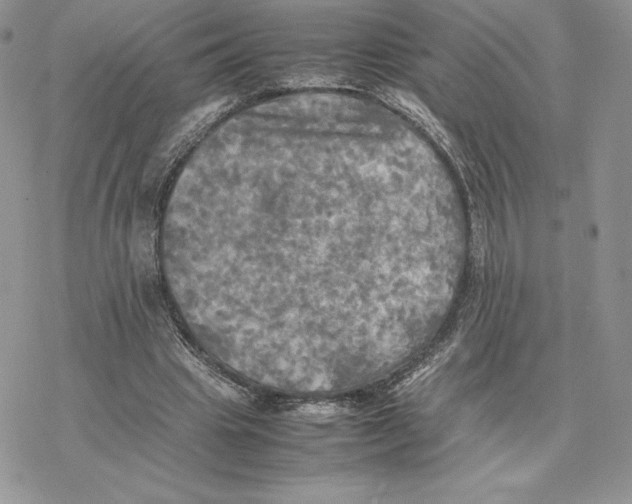 X0000077330441200611171811