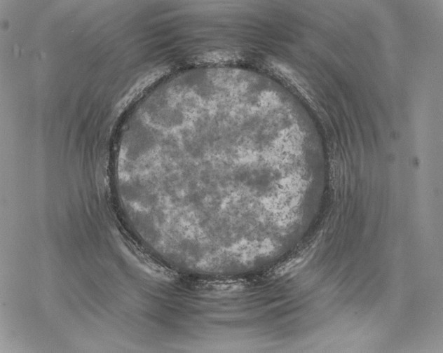 X0000077330443200611171811