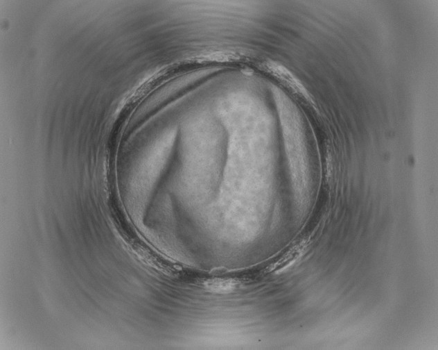 X0000077330444200611171811