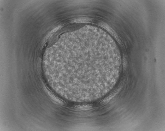 X0000077330445200611171811