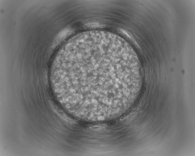 X0000077330447200611171811