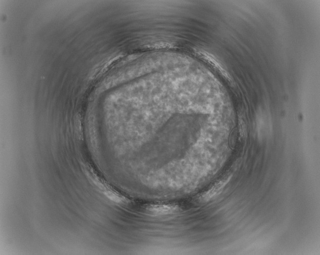 X0000077330453200611171811