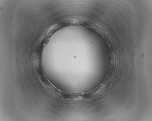 X0000077330456200611171812