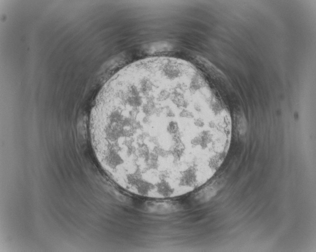 X0000077330475200611171812