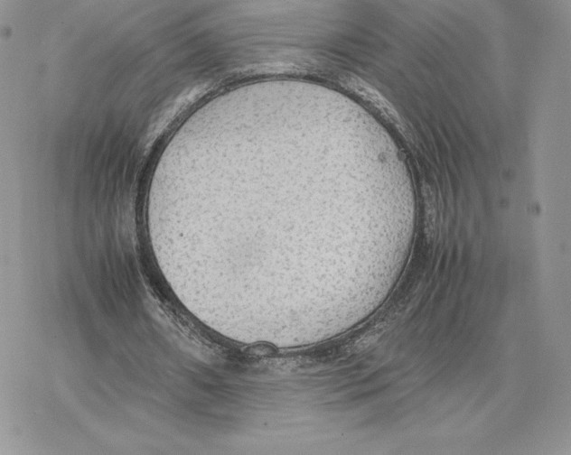 X0000077330482200611171811