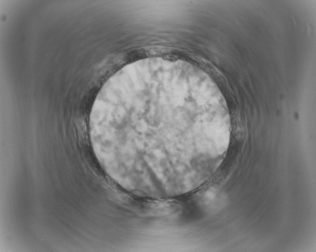 X0000077330523200611171810