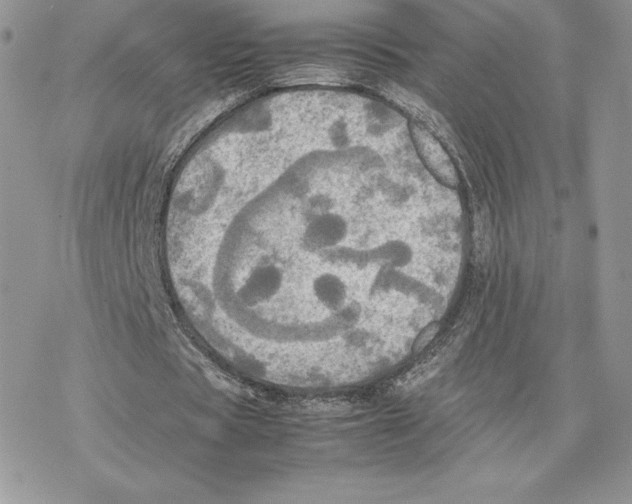 X0000077330529200611171810