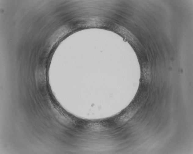 X0000077330534200611171810