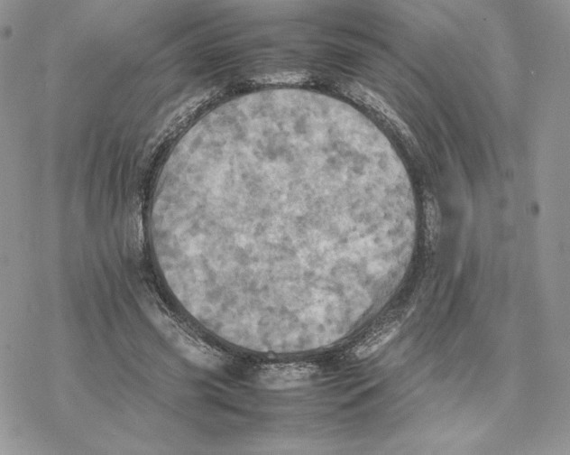 X0000077330541200611171810