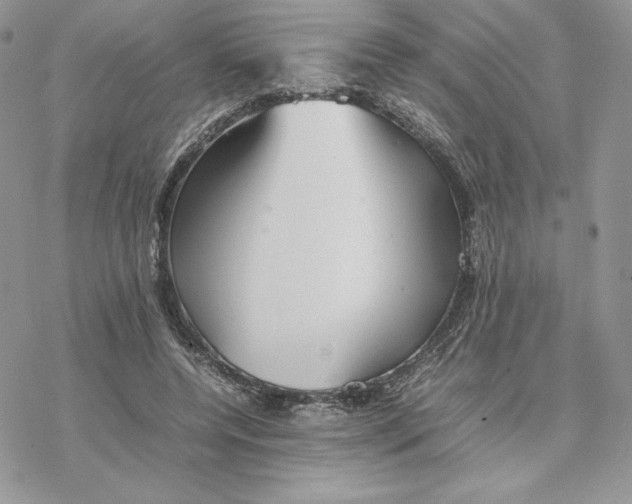 X0000077330544200611171810