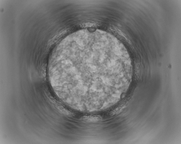 X0000077330545200611171810