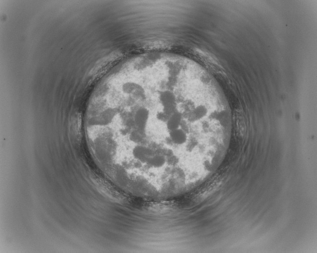 X0000077330550200611171810