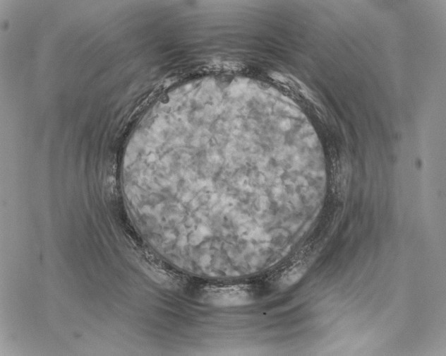 X0000077330553200611171810