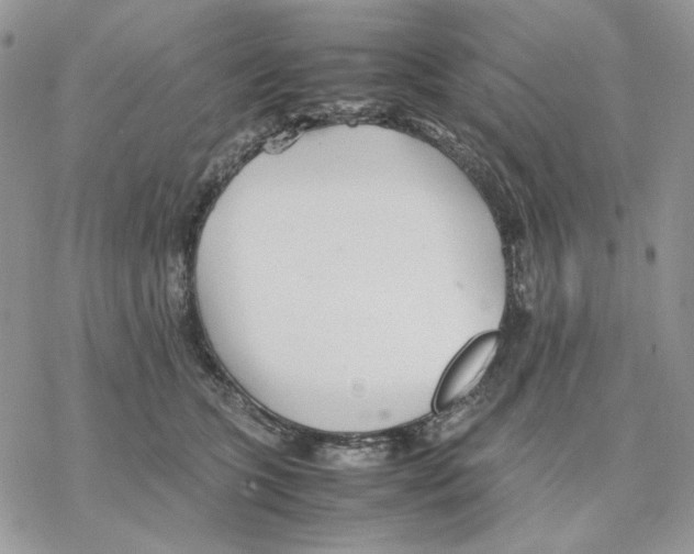 X0000077330563200611171810