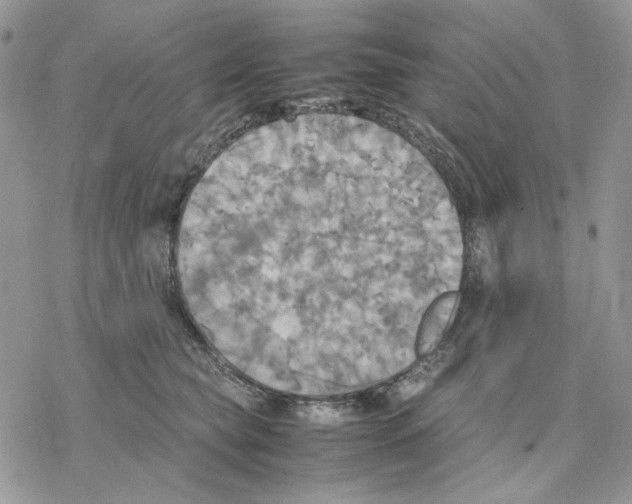 X0000077330565200611171810