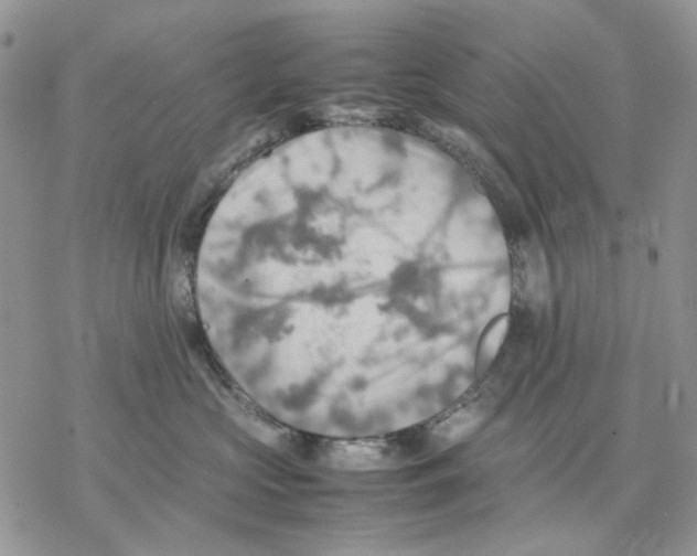 X0000077330573200611171810