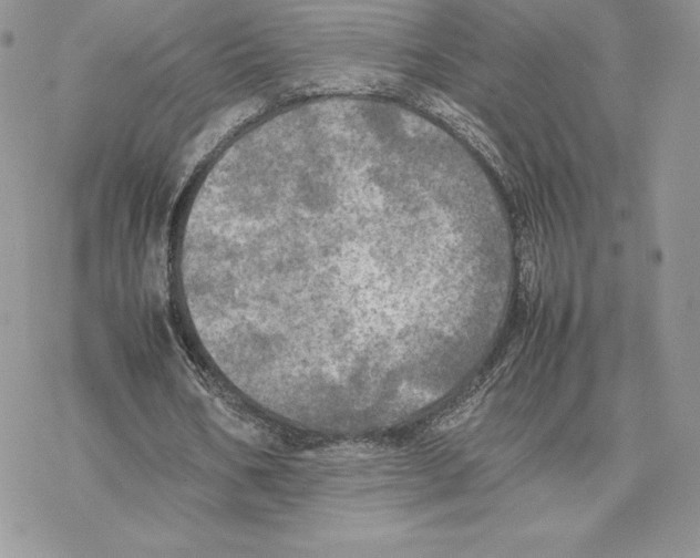 X0000077330578200611171810