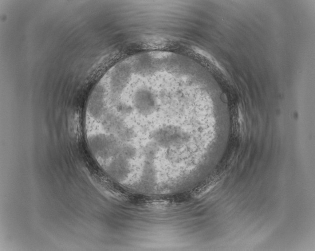 X0000077330598200611171809