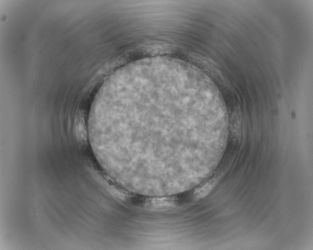 X0000077330622200611171809